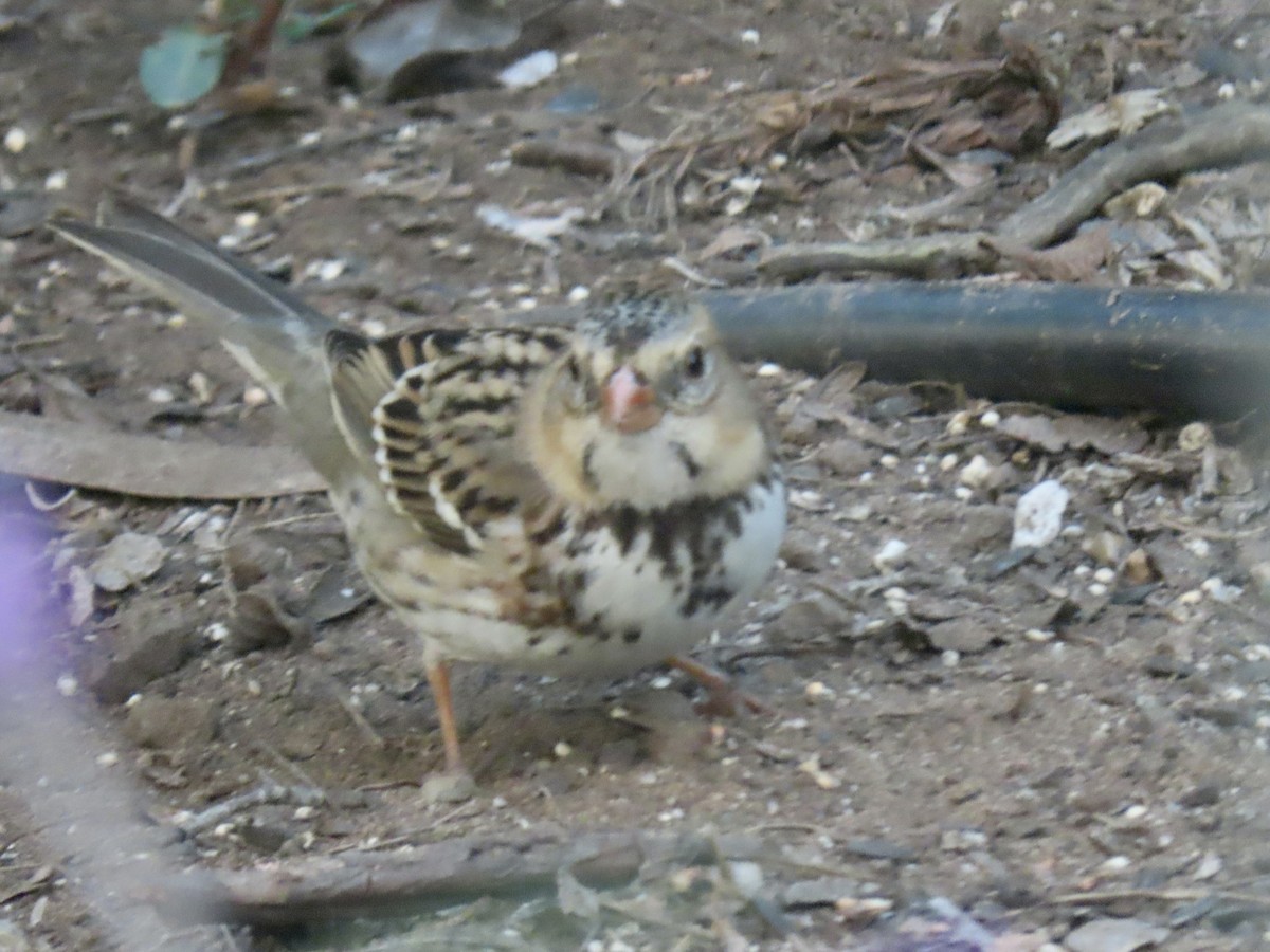 Harris's Sparrow - ML647201870