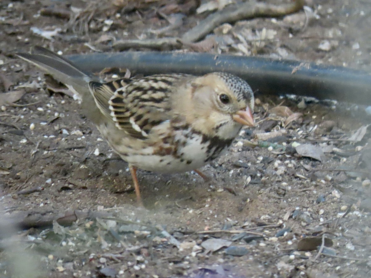 Harris's Sparrow - ML647201871
