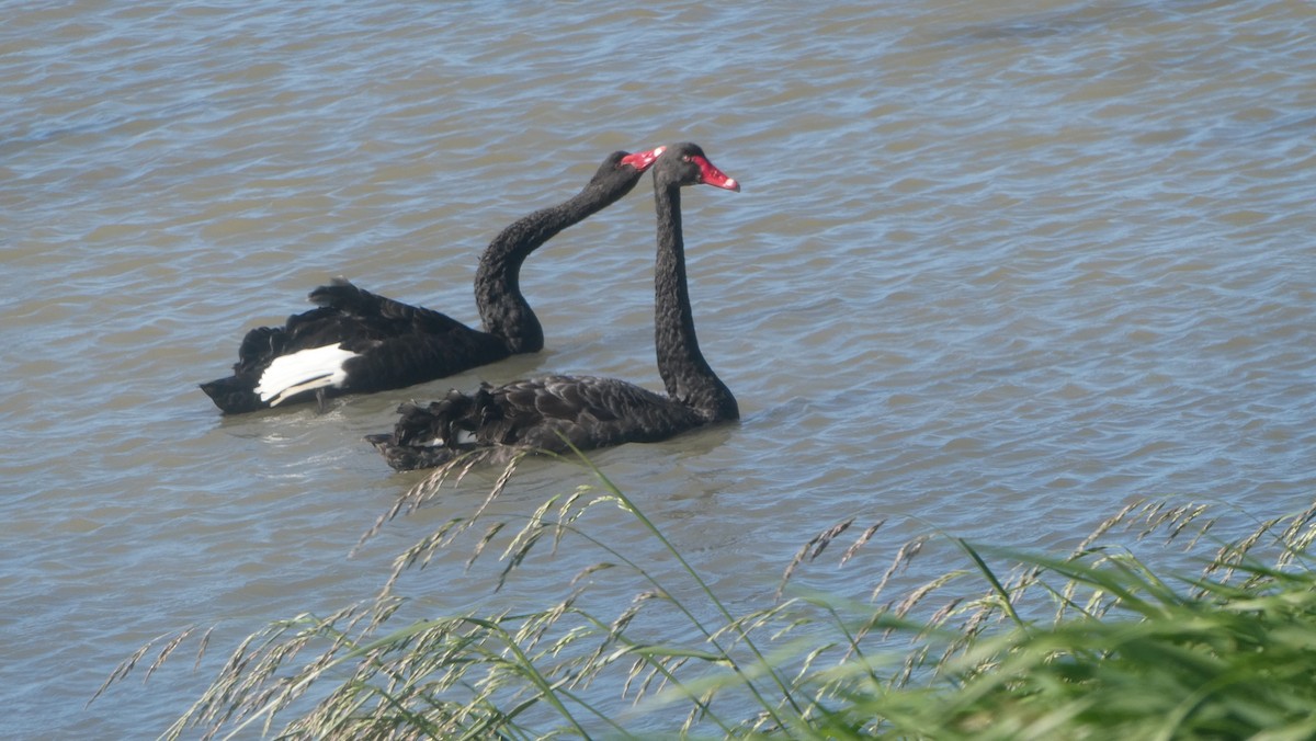 ברבור שחור - ML647201872