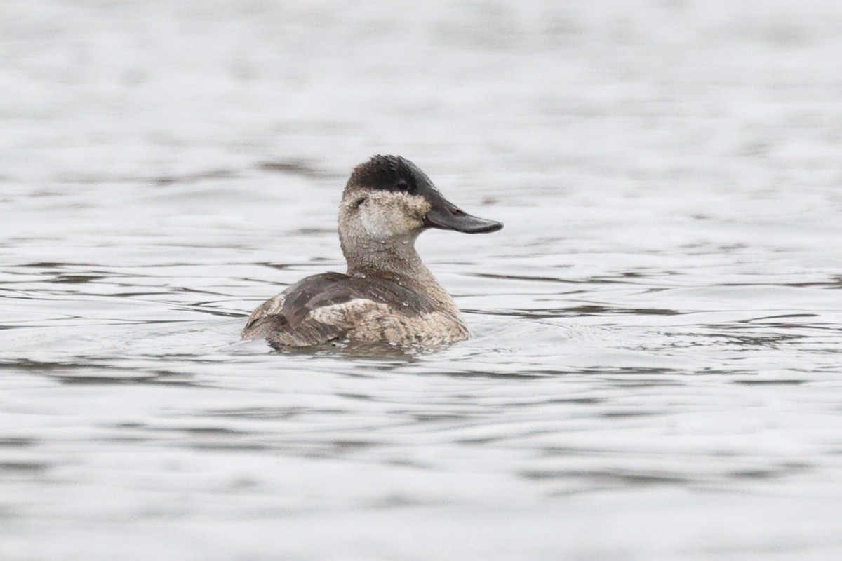 Американская савка - ML647201880