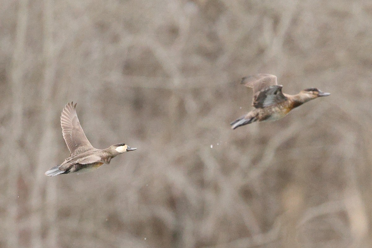 Американская савка - ML647201884
