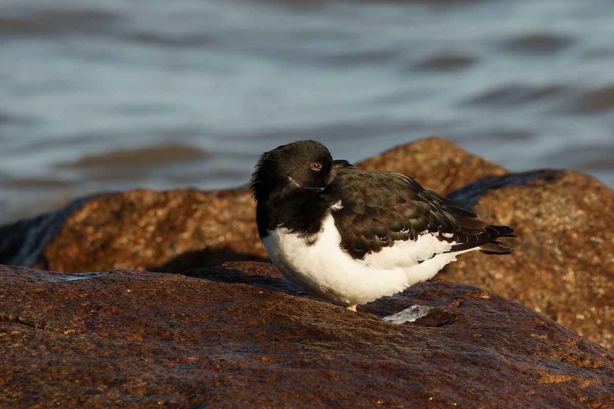 Eurasian Oystercatcher - ML647201896