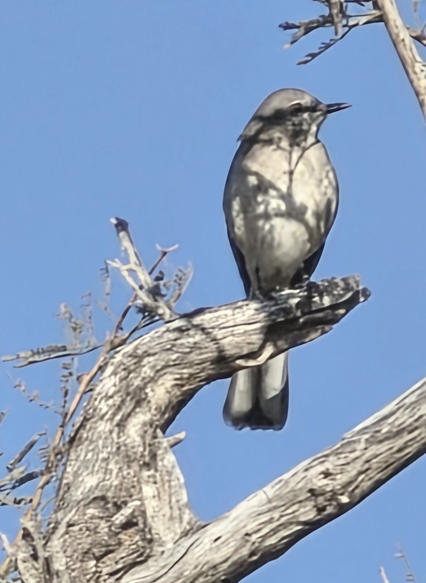 Northern Mockingbird - ML647201901