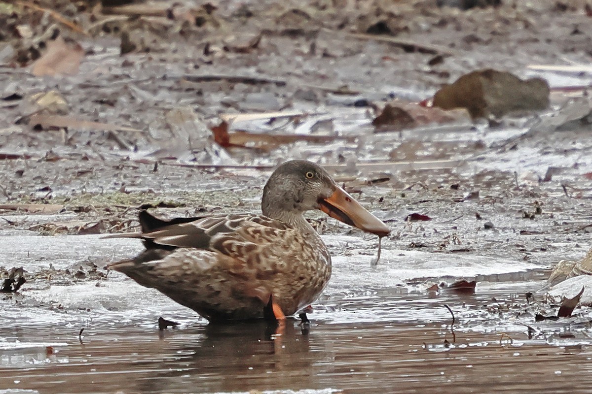 Northern Shoveler - ML647201902