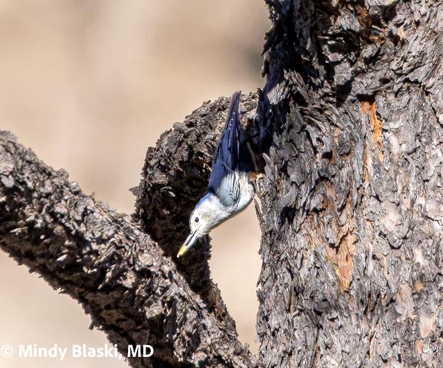 White-breasted Nuthatch - ML647201908