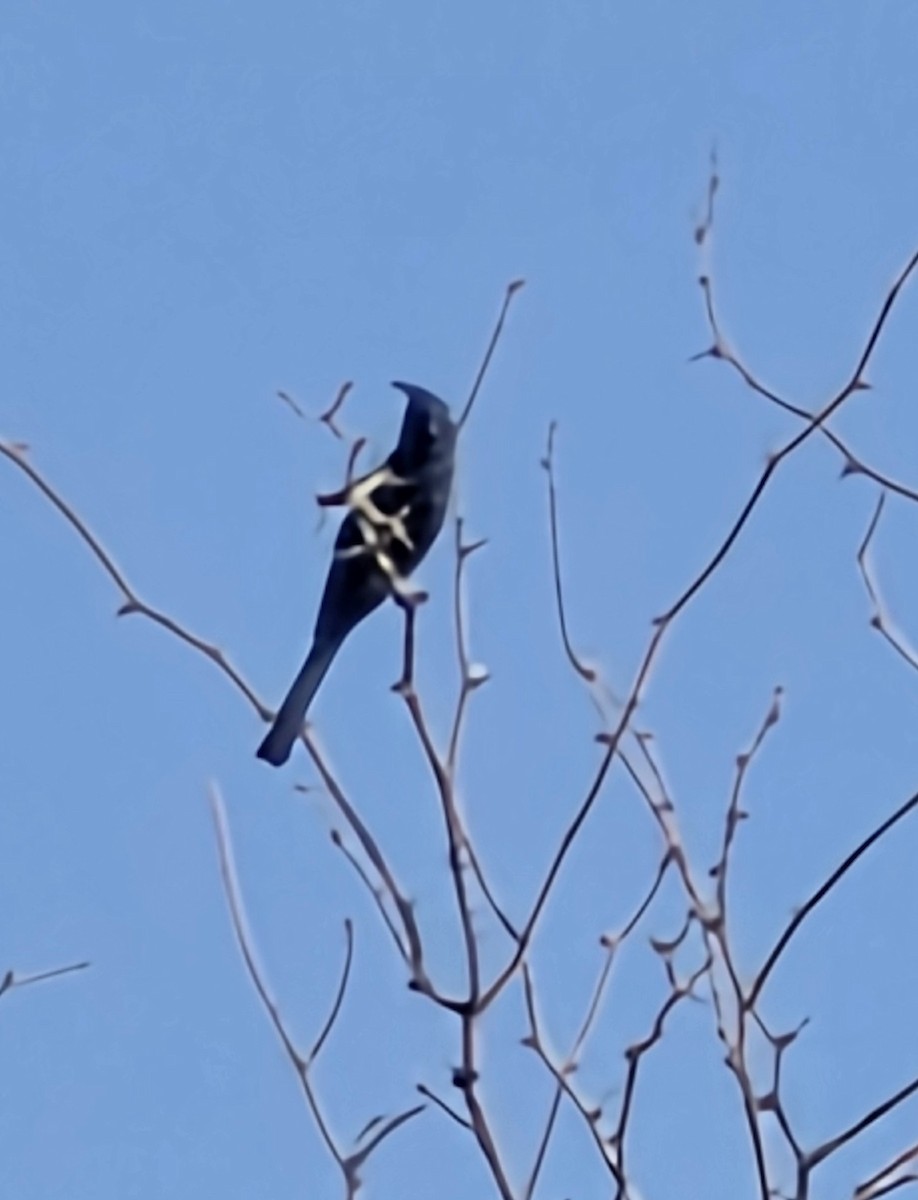 Phainopepla - ML647201909