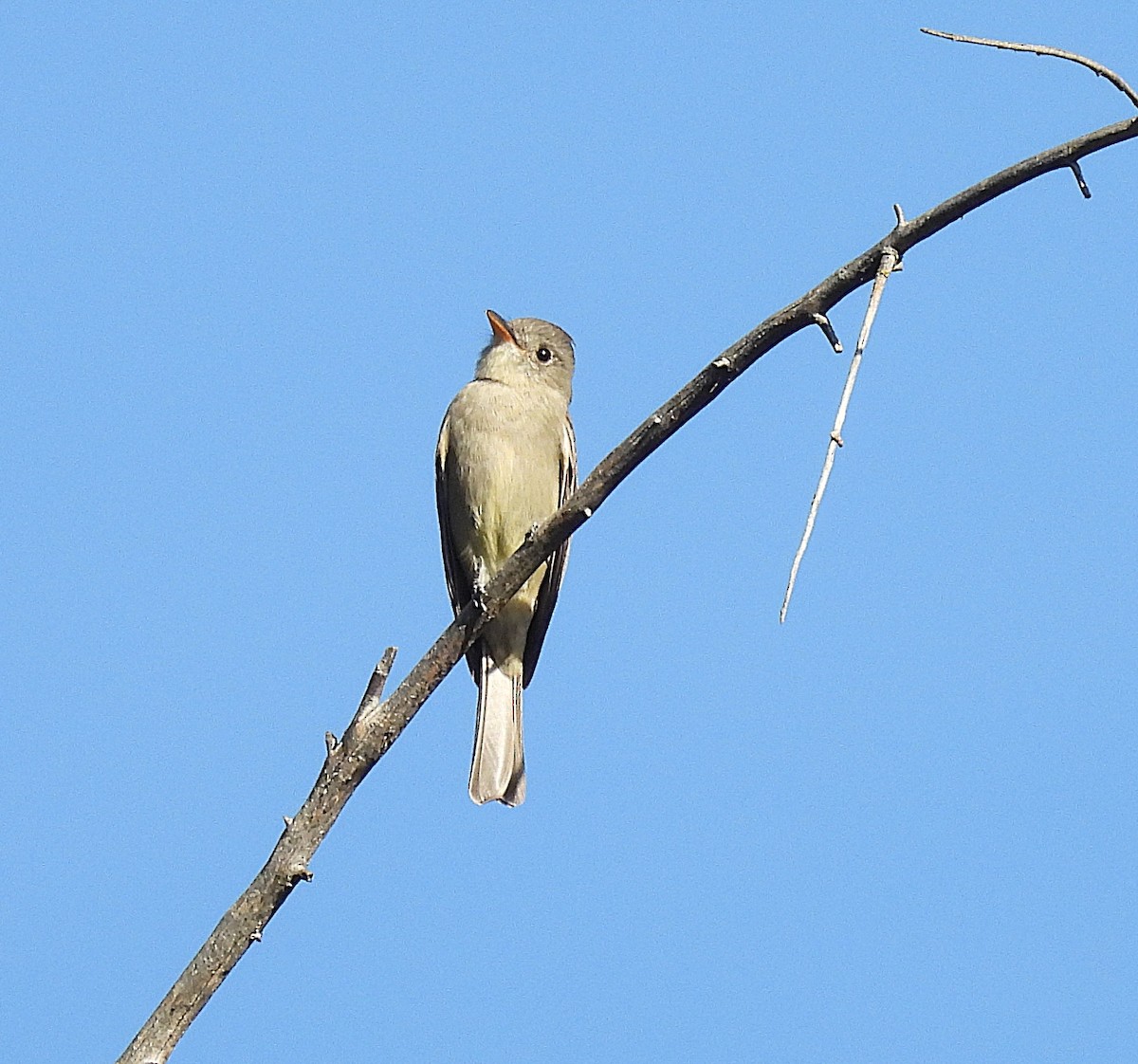 Greater Pewee - ML647201933