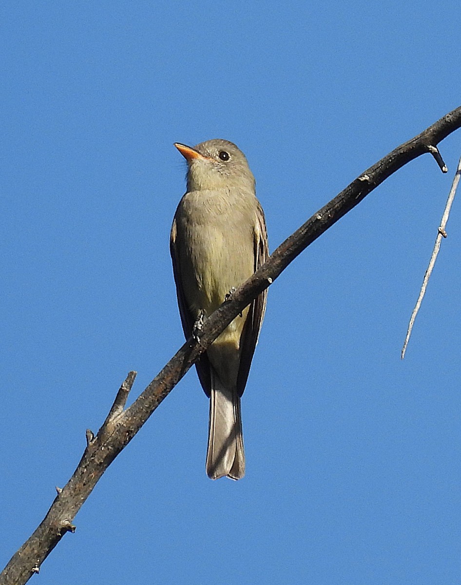 Greater Pewee - ML647201934