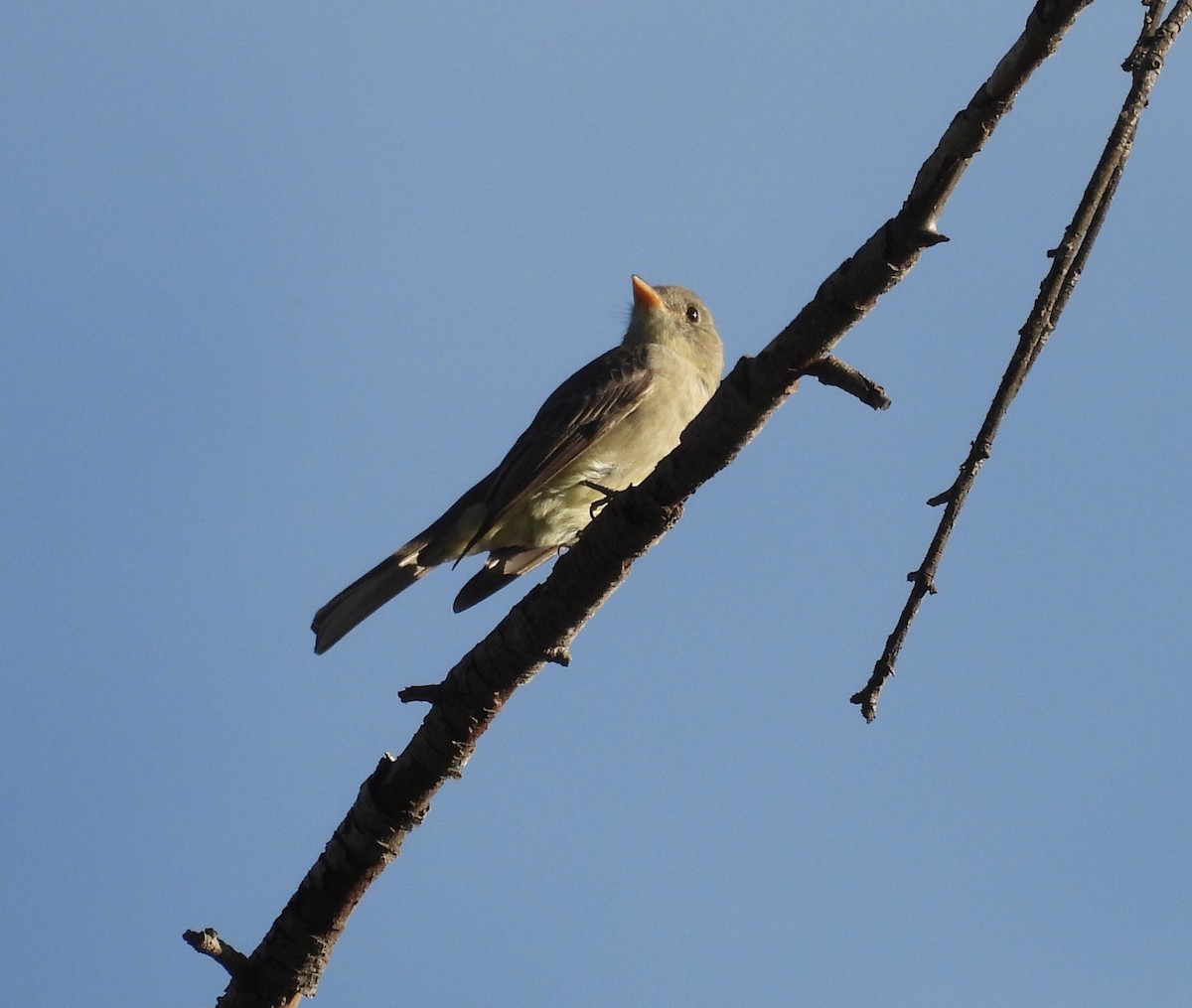 Greater Pewee - ML647201935