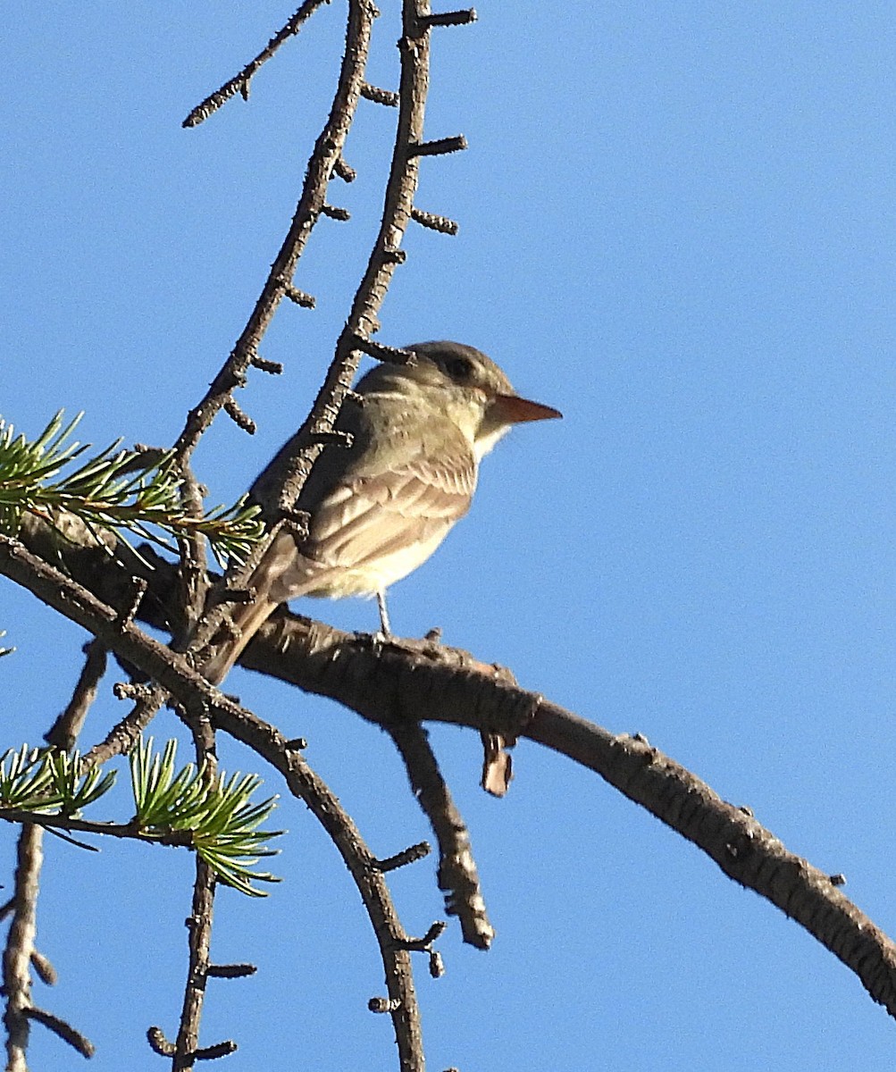 Greater Pewee - ML647201936