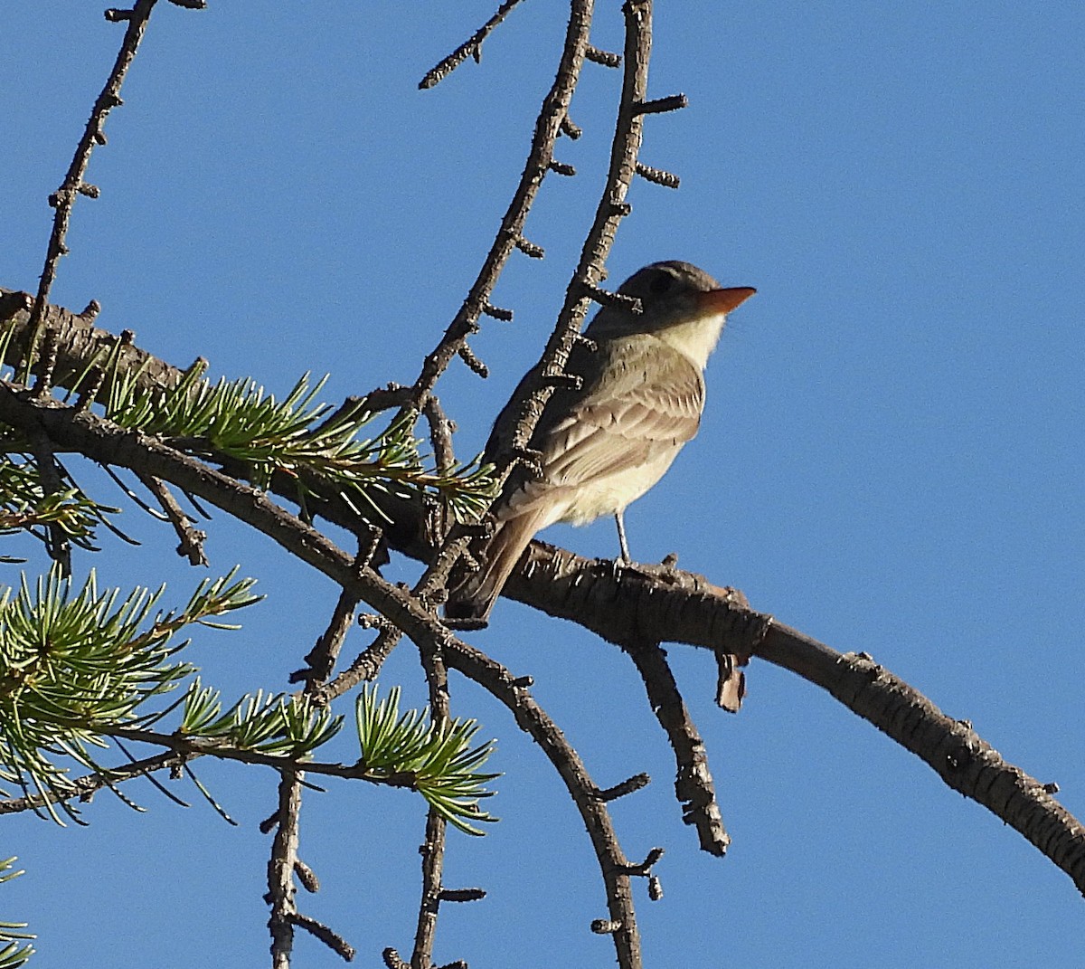 Greater Pewee - ML647201937