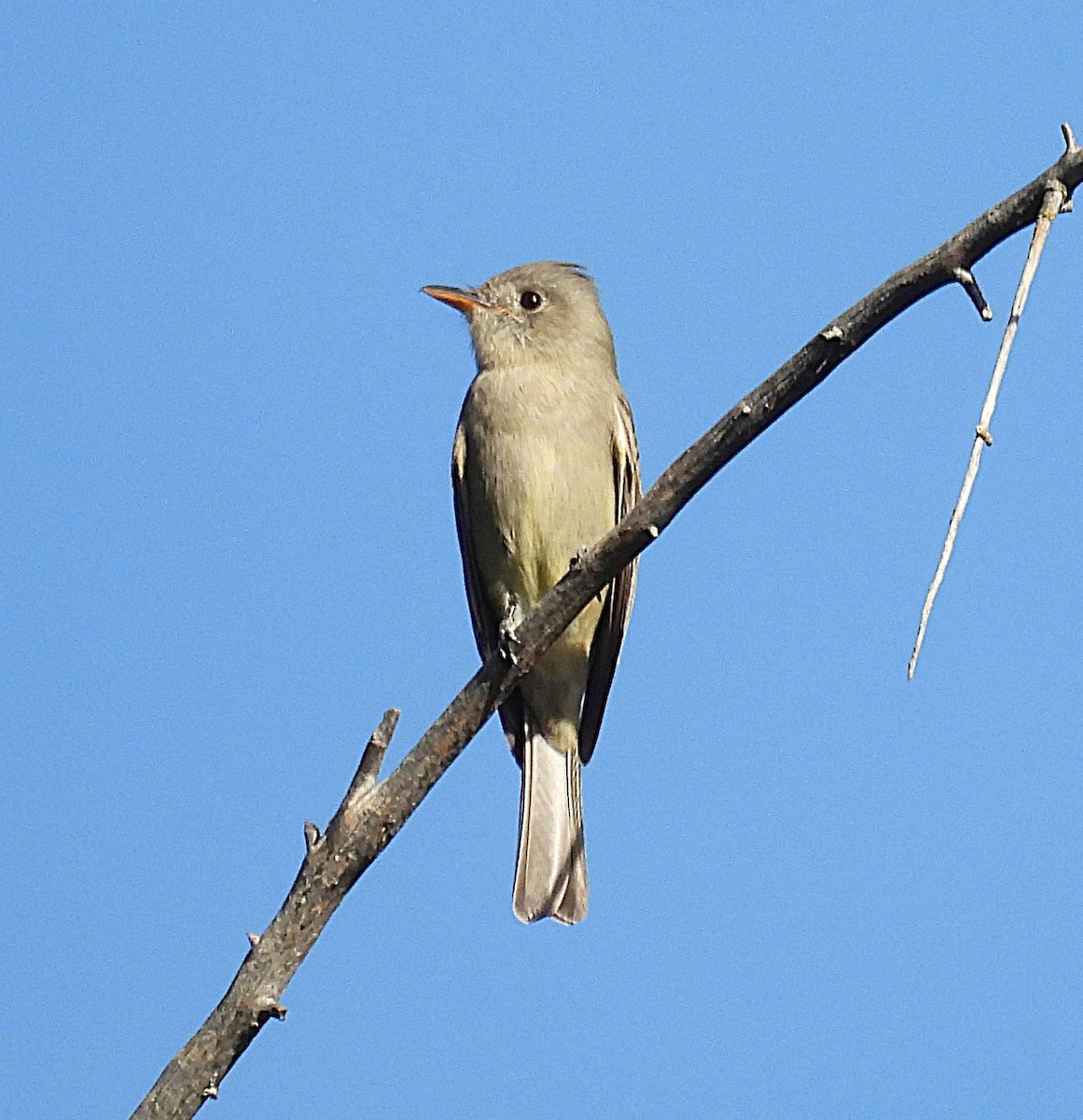 Greater Pewee - ML647201938