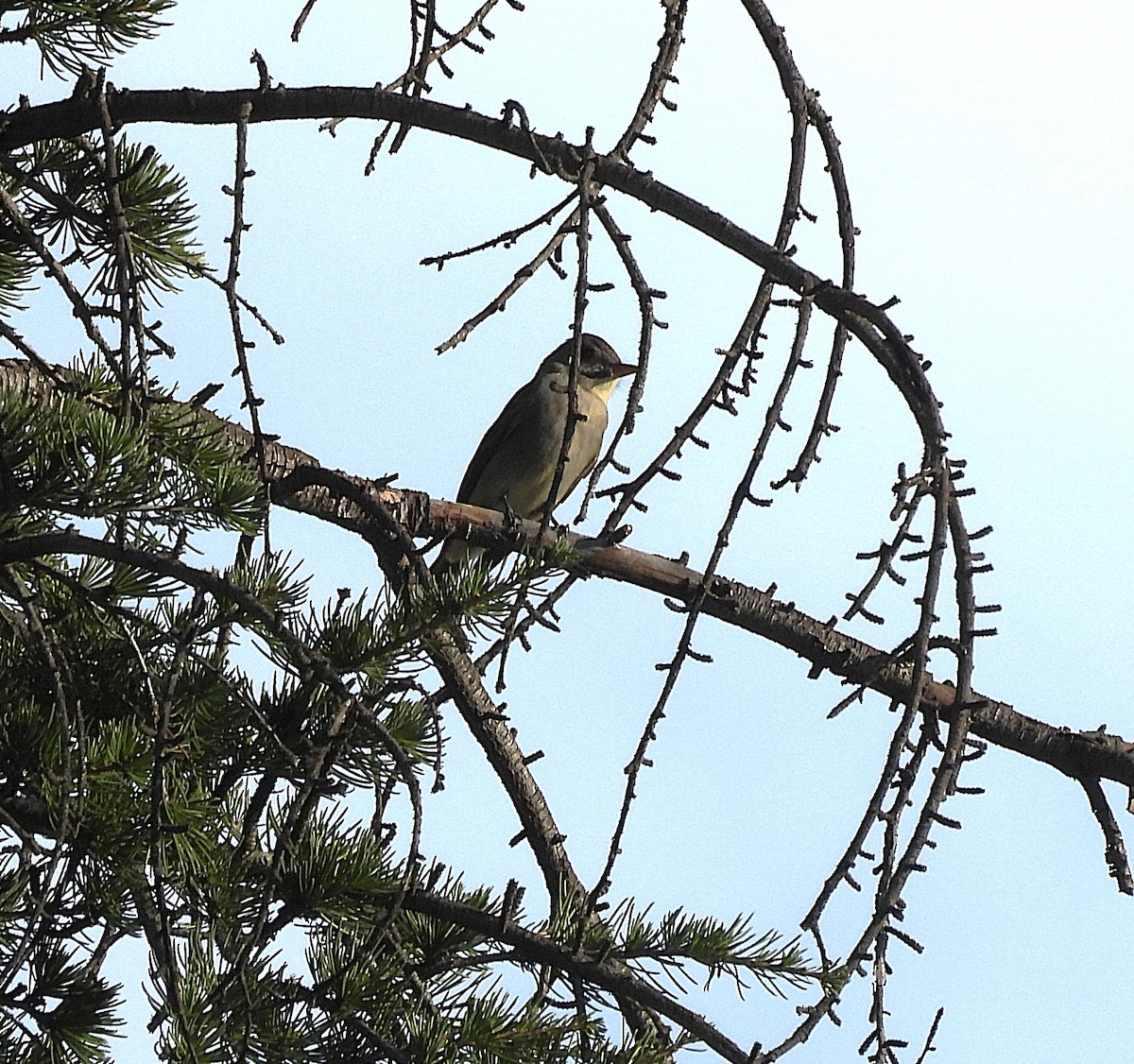 Greater Pewee - ML647201939