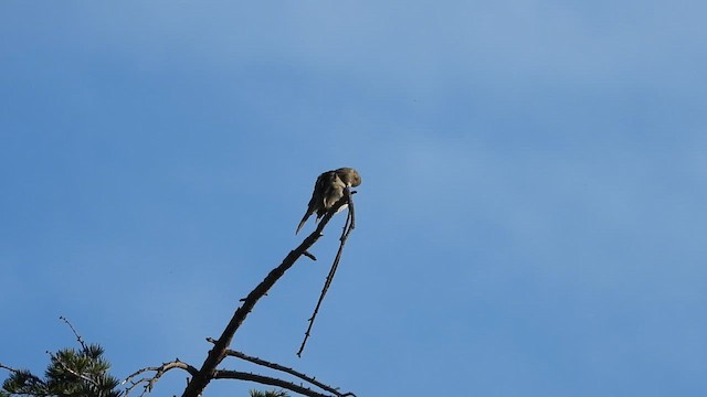 Greater Pewee - ML647201941
