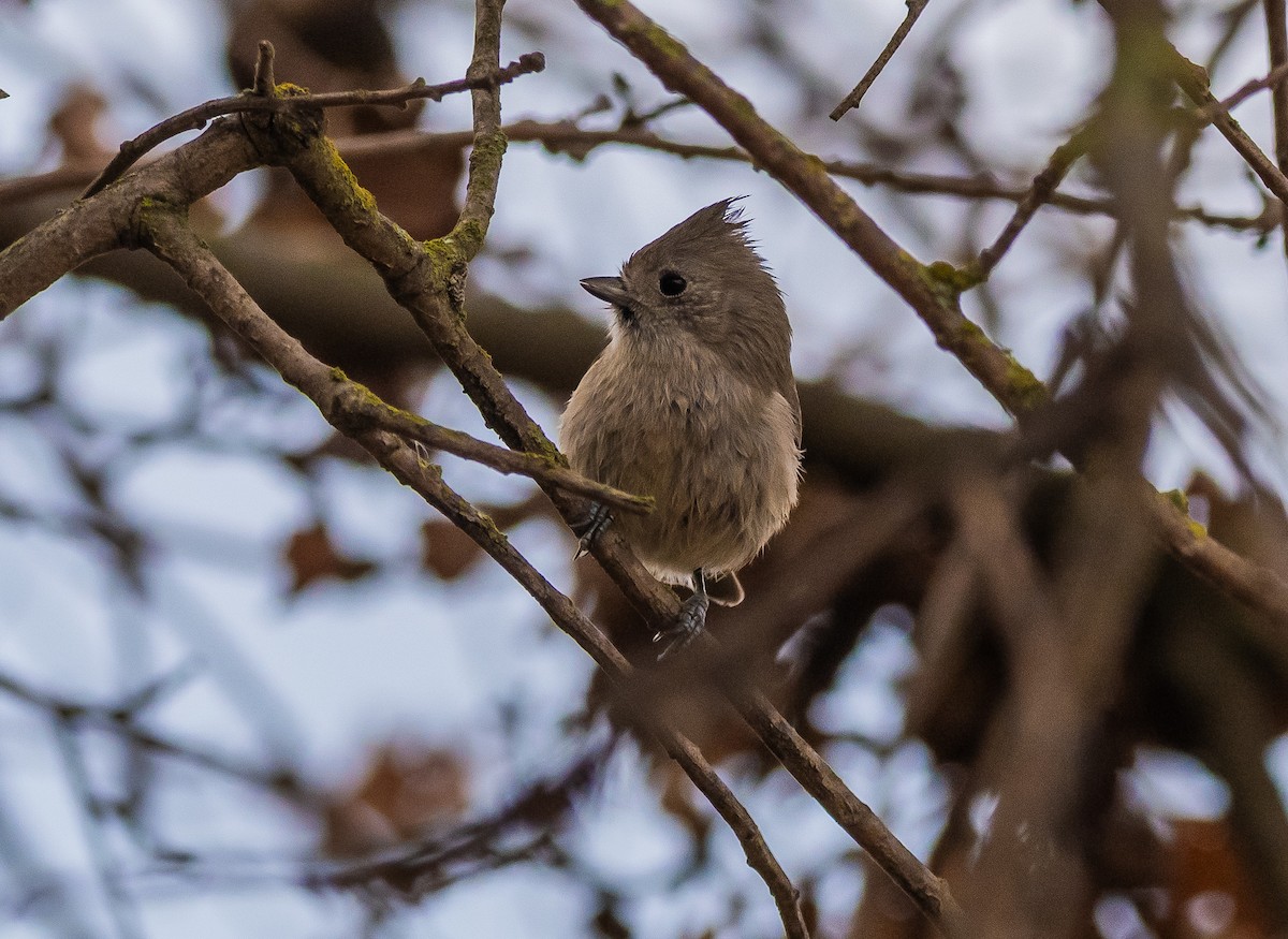 Oak Titmouse - ML647201943