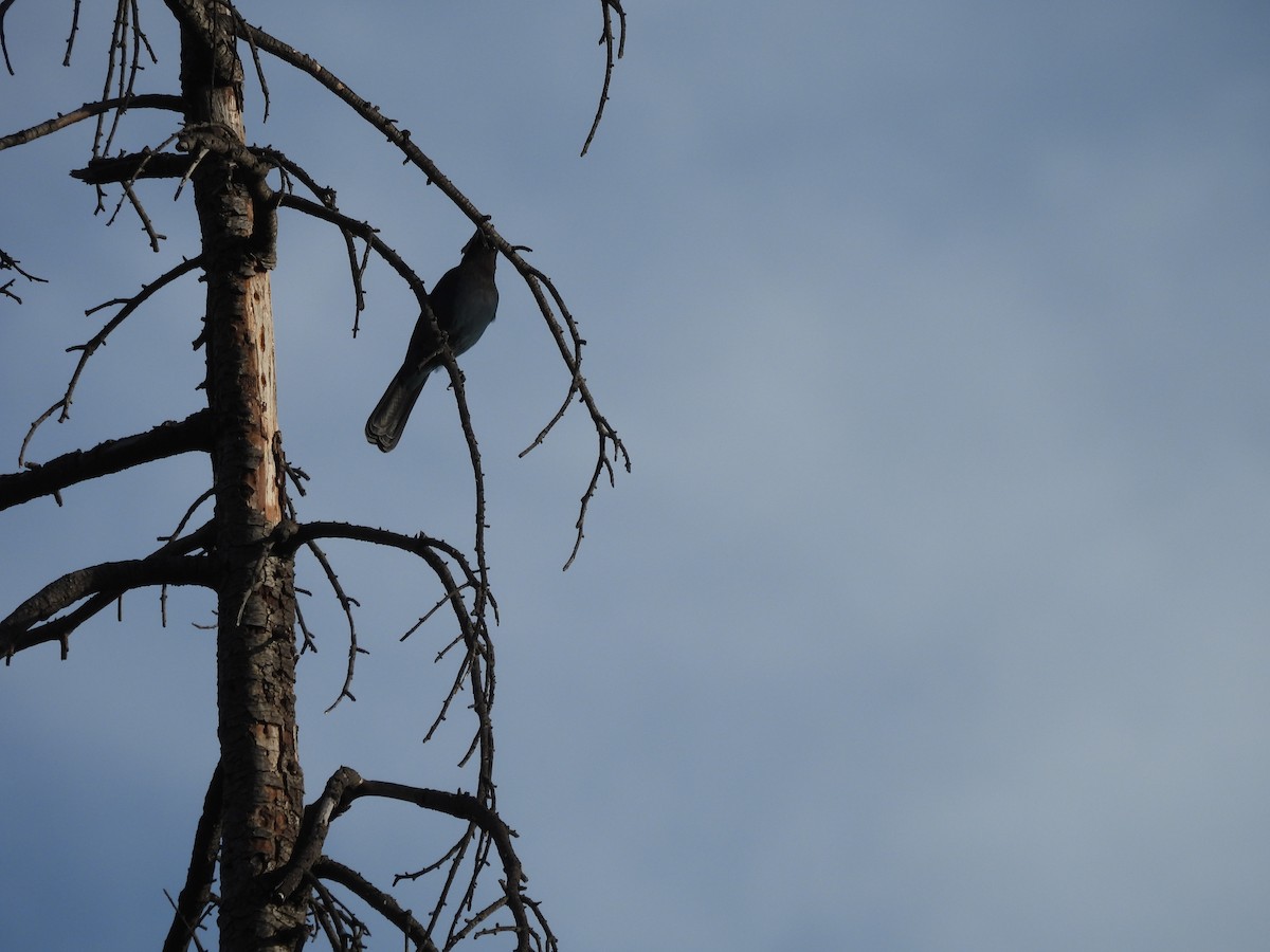 Steller Kargası - ML647201961