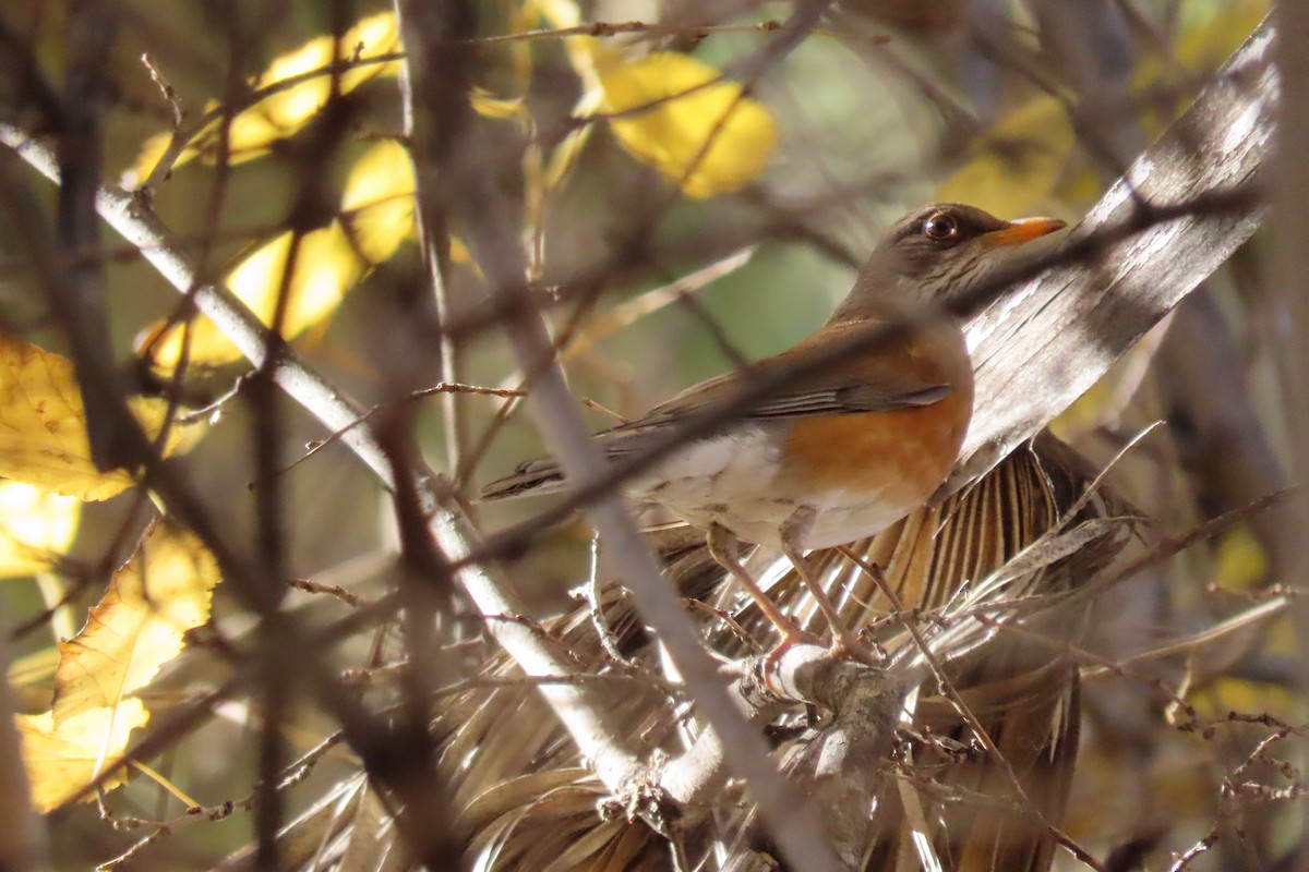 drozd rezavohřbetý - ML647201989