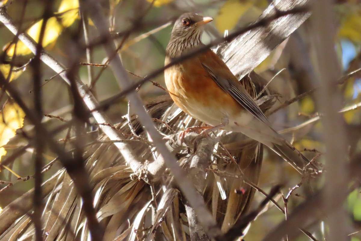 drozd rezavohřbetý - ML647201990