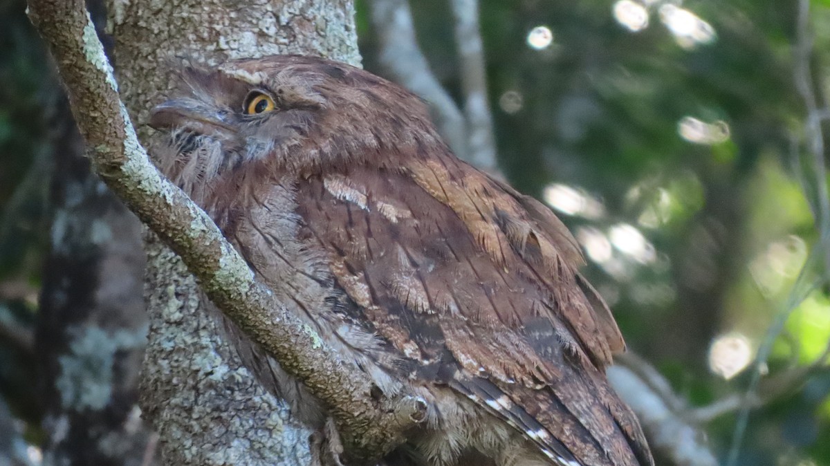 Tawny Frogmouth - ML647202009