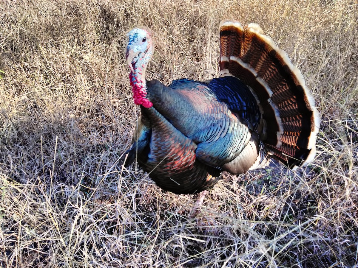 Wild Turkey - ML647202022