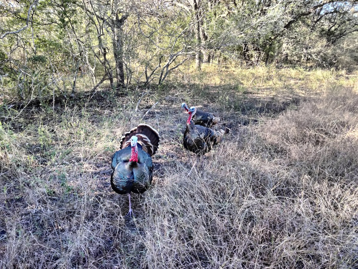 Wild Turkey - ML647202024