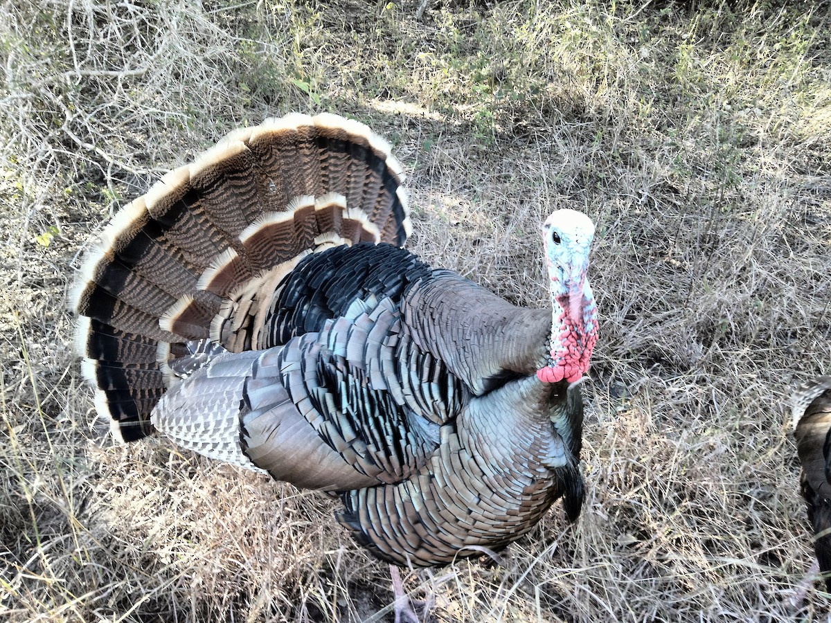 Wild Turkey - ML647202025