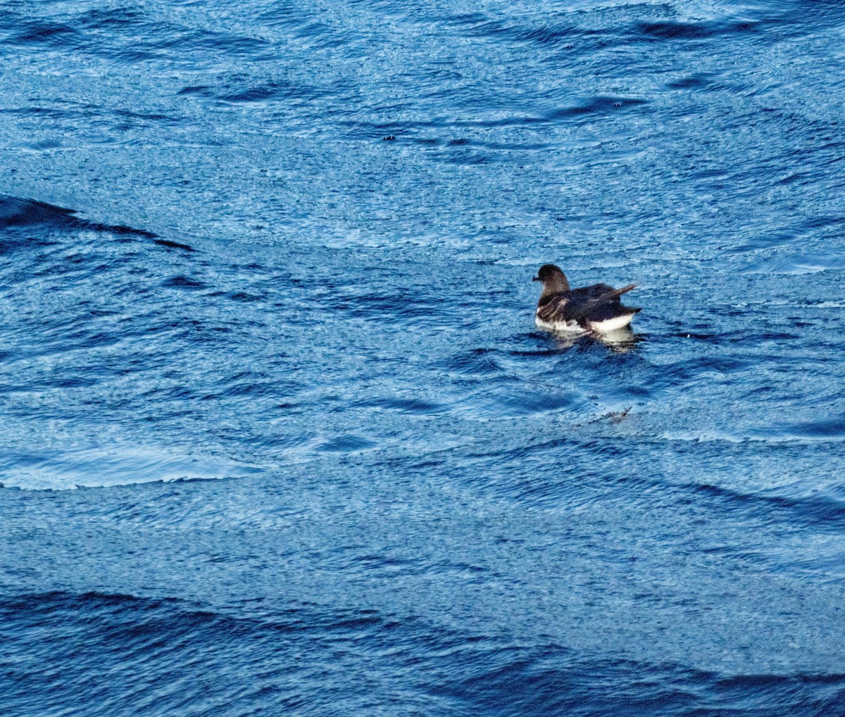 Puffin des Anglais - ML647202026