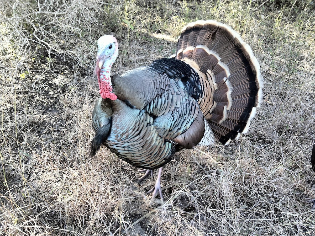 Wild Turkey - ML647202027