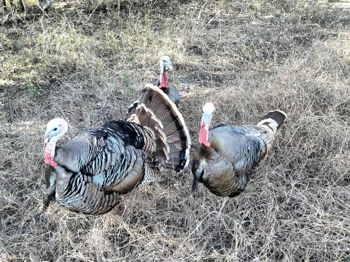 Wild Turkey - ML647202028