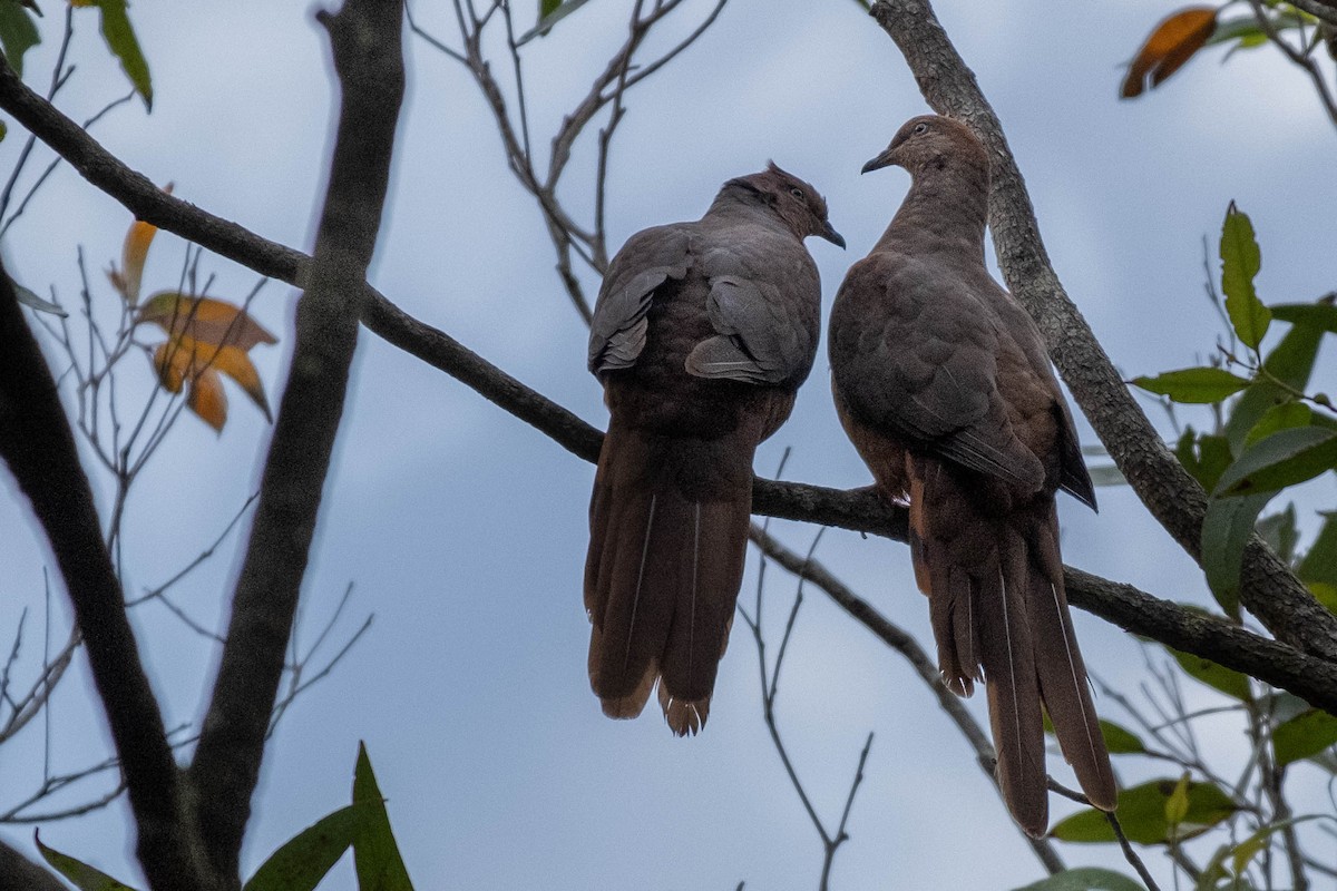 kanelgjøkdue - ML647202029