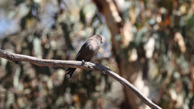 Dusky Woodswallow - ML647202030