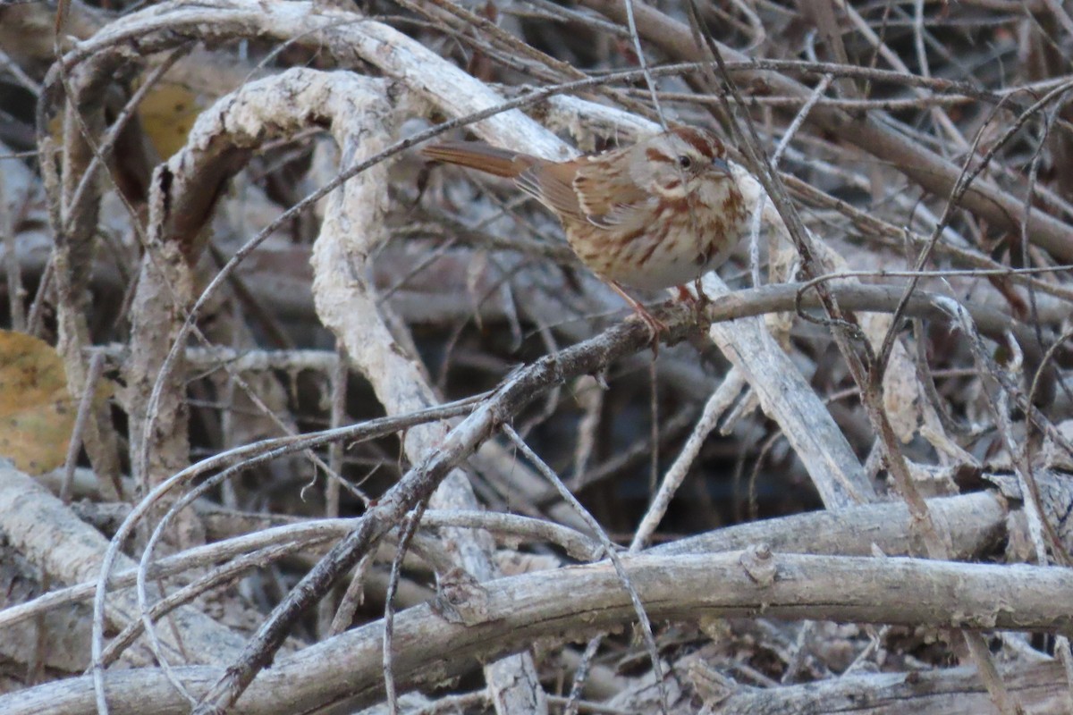 Song Sparrow - ML647202032