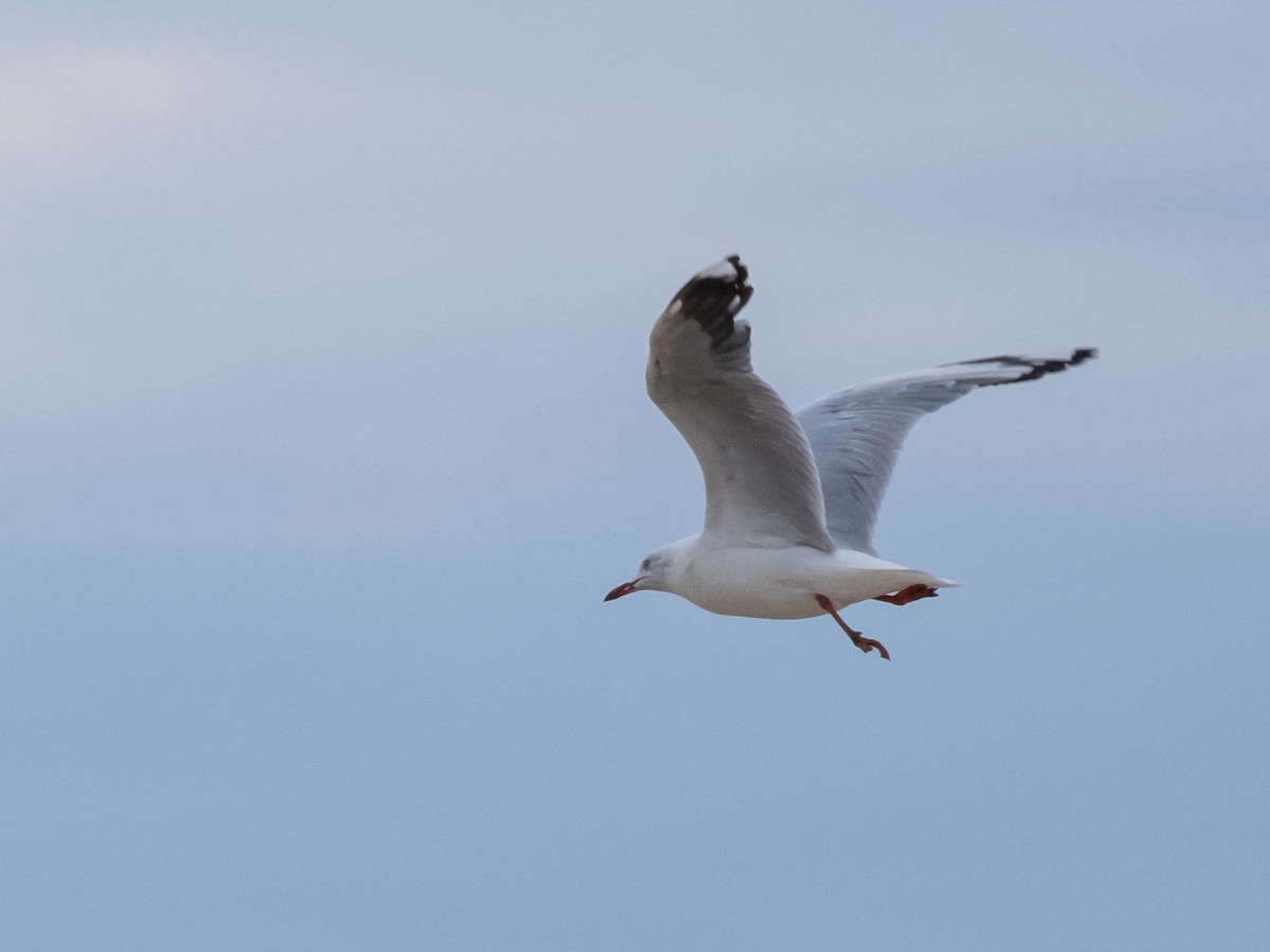 Silver Gull - ML647202034