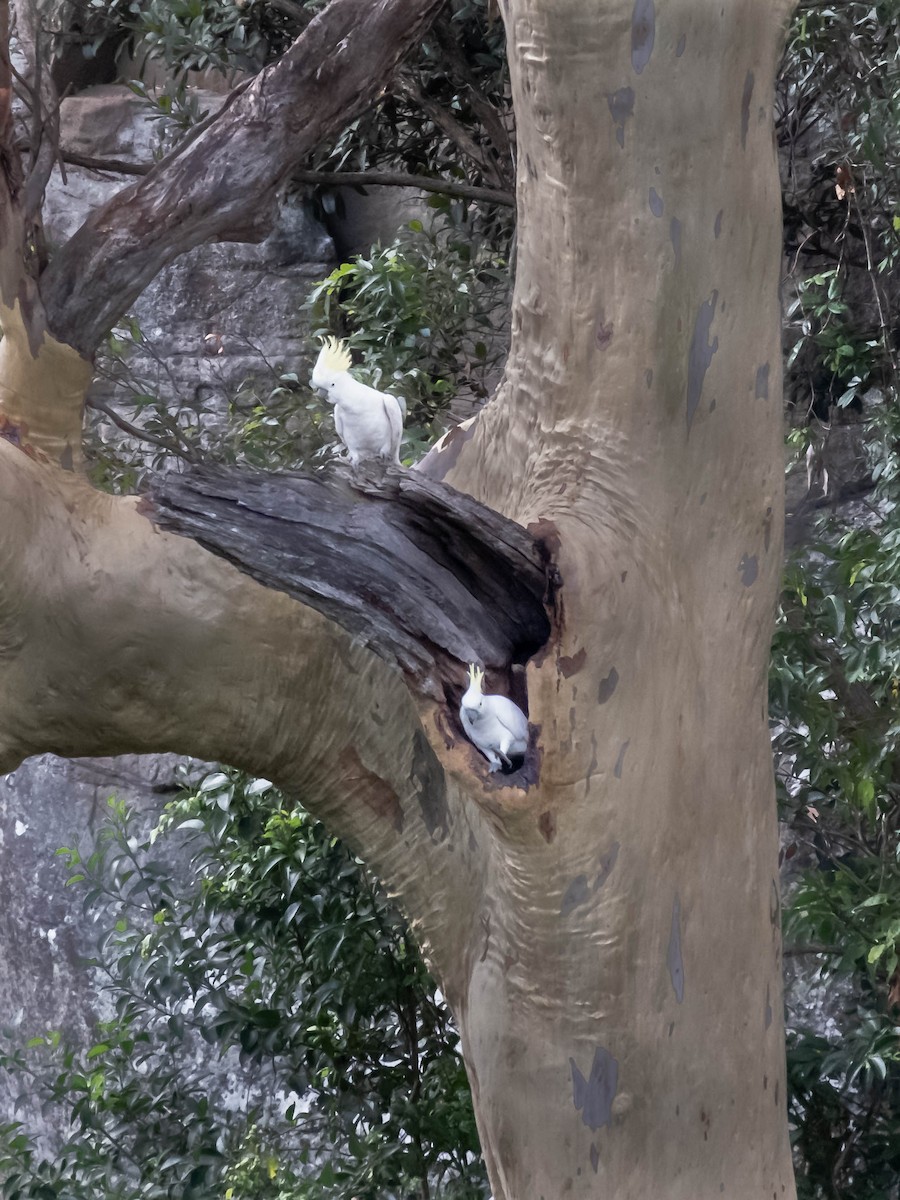 Sulphur-crested Cockatoo - ML647202037