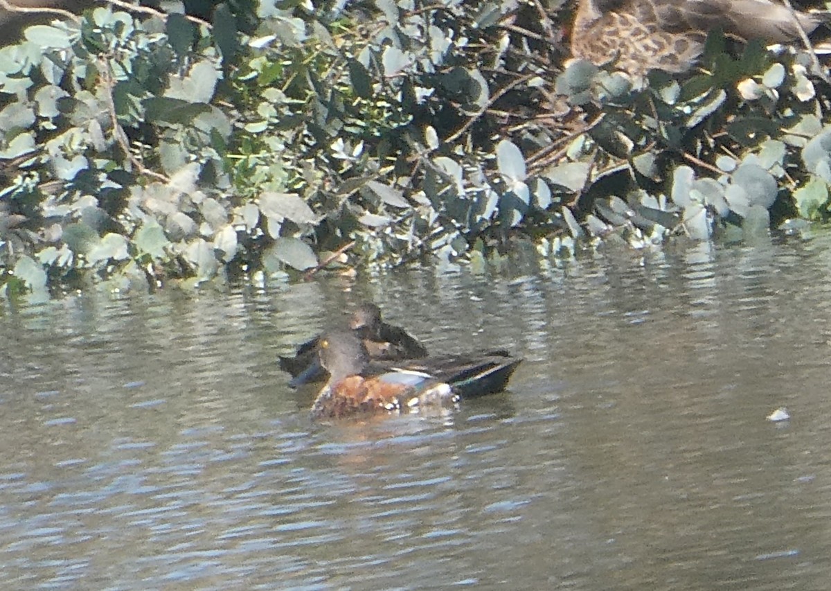 Australasian Shoveler - ML647202039