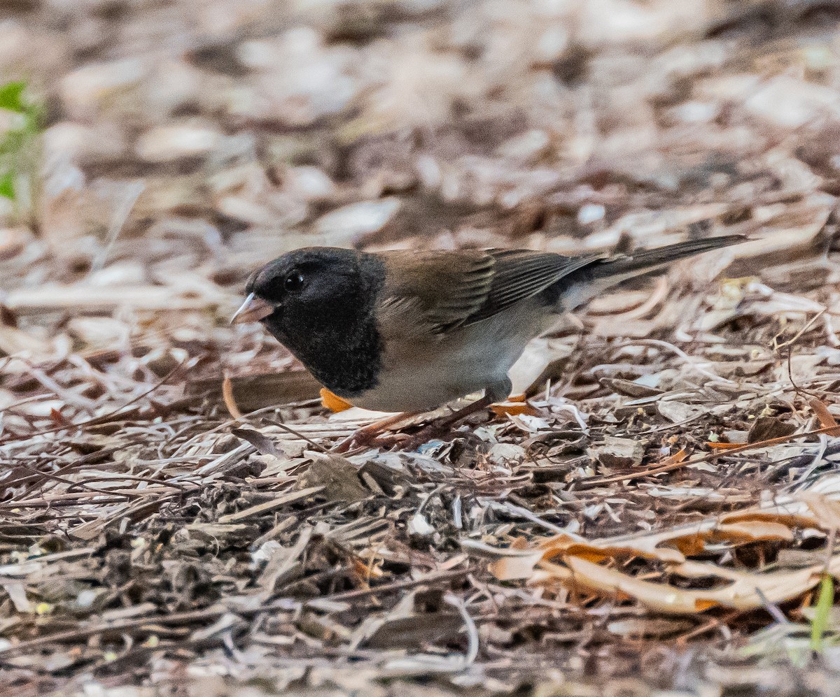 Dark-eyed Junco - ML647202040