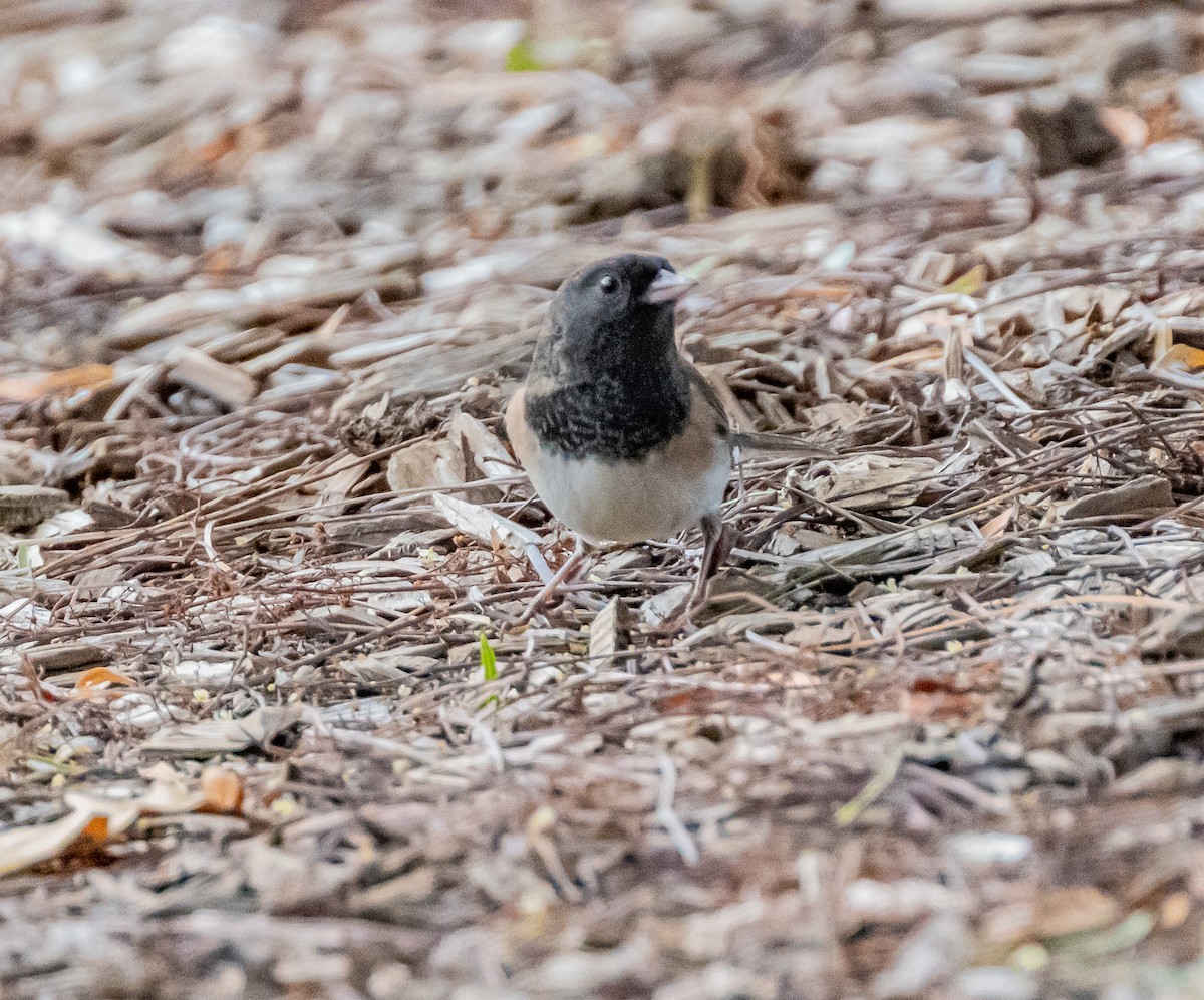 Dark-eyed Junco - ML647202041