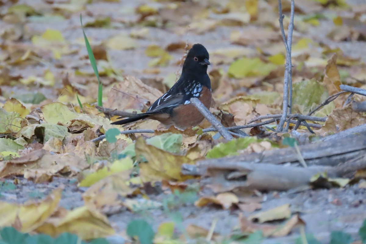 Spotted Towhee - ML647202042