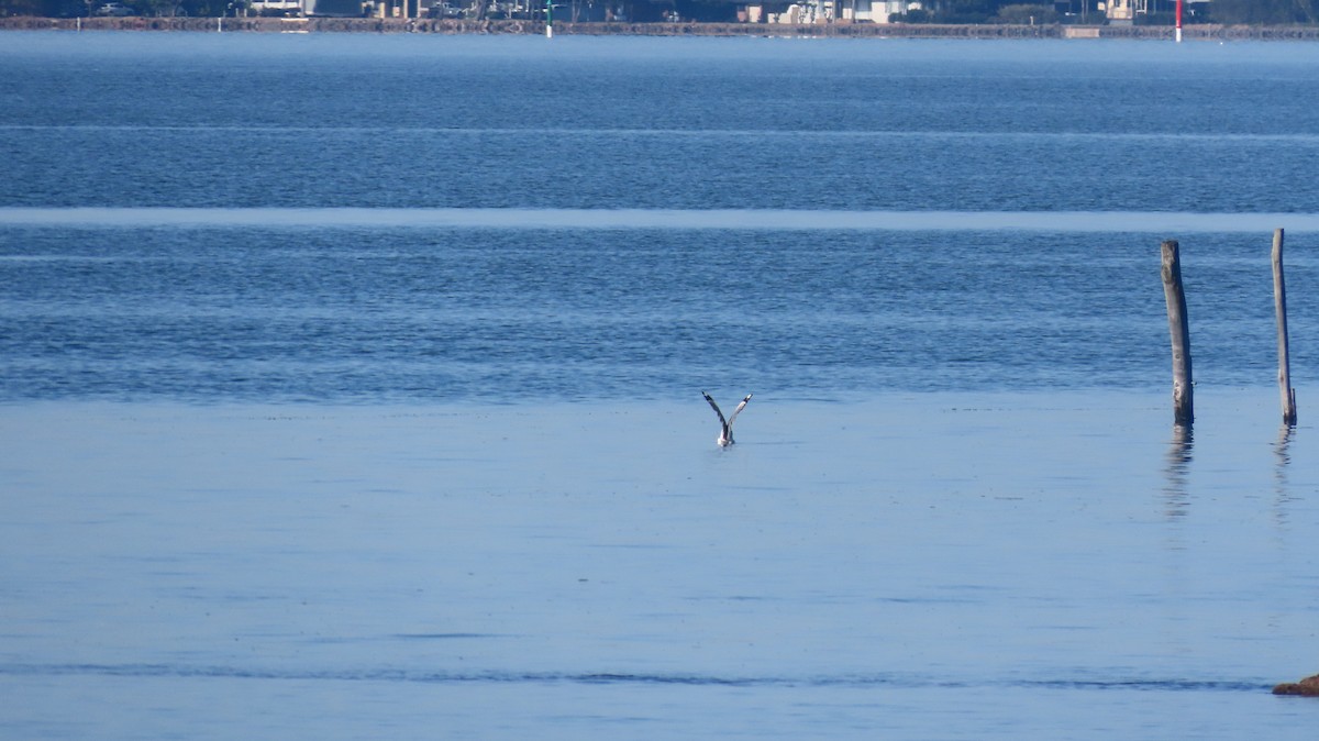 Caspian Tern - ML647202043