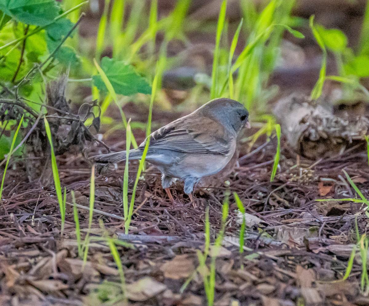 Dark-eyed Junco - ML647202044