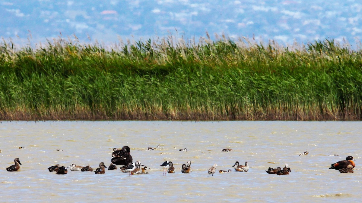 Pink-eared Duck - ML647202045