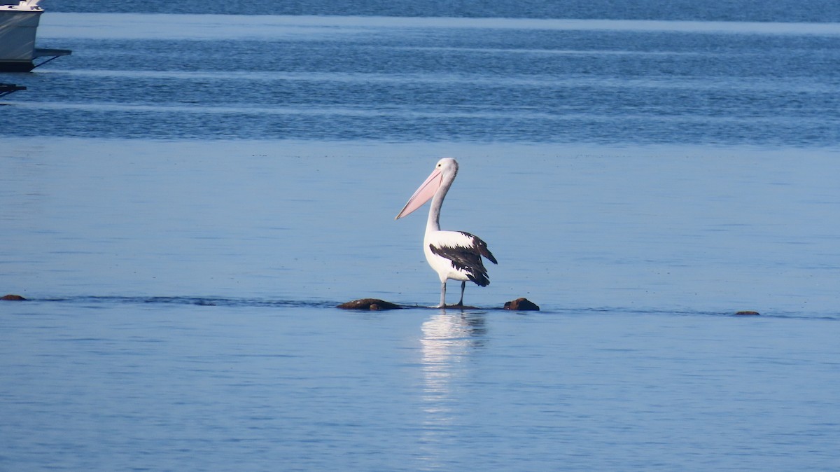 Australian Pelican - ML647202047