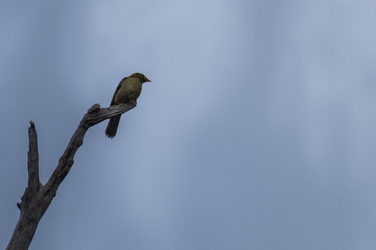 Bell Miner - ML647202048