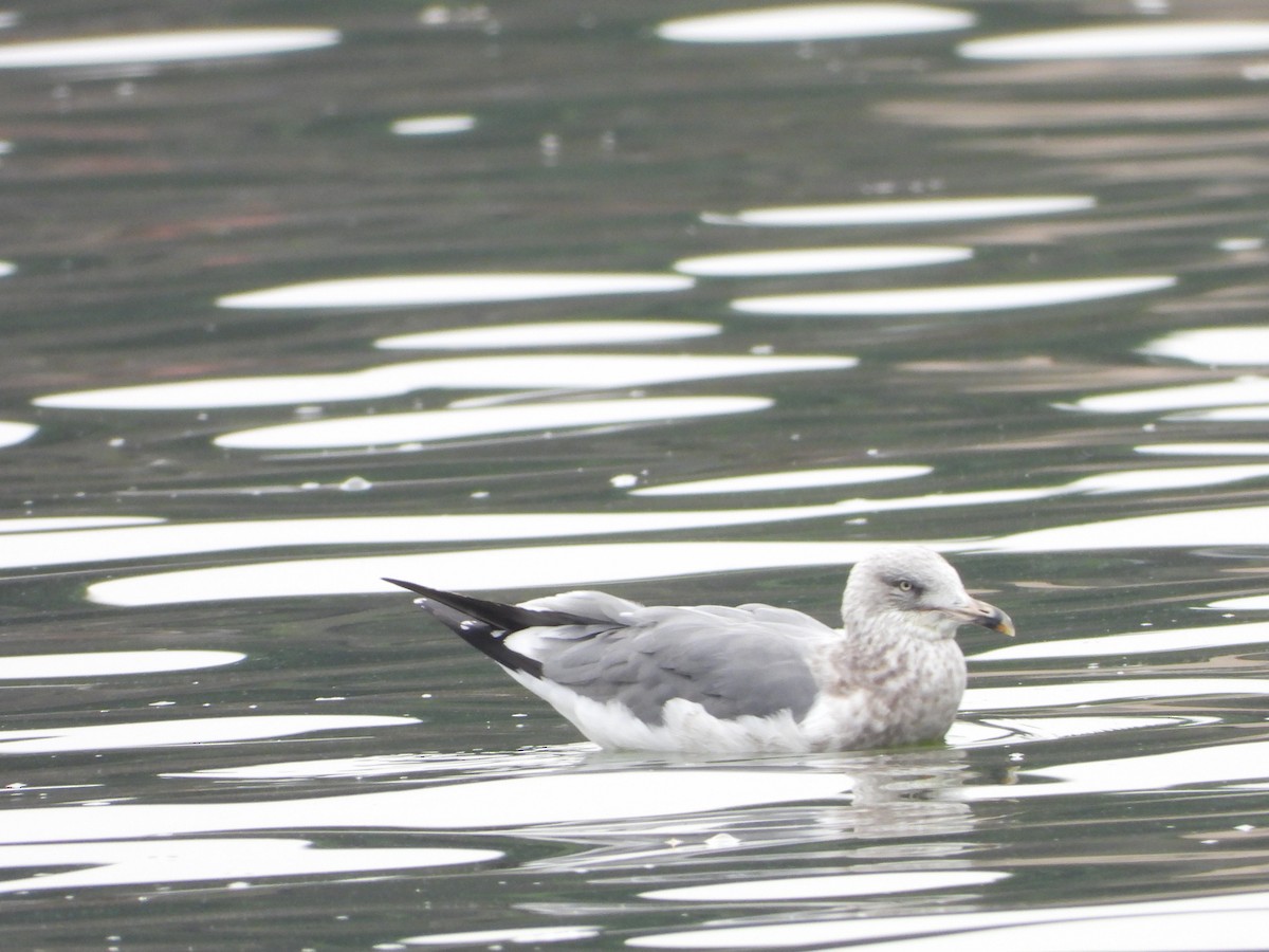 Lesser Black-backed Gull - ML647202049