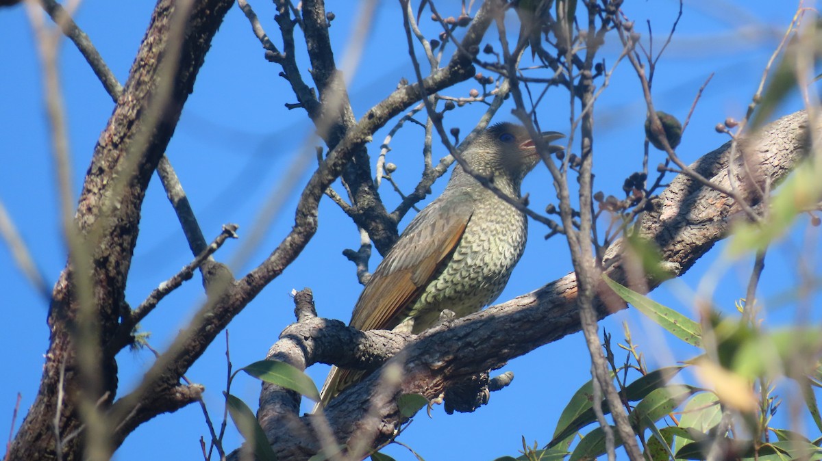 Blue-faced Honeyeater (Blue-faced) - ML647202050