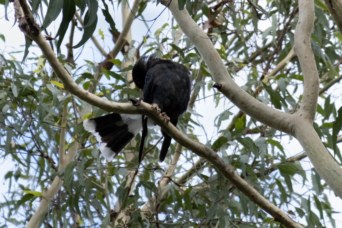 Pied Currawong - ML647202066