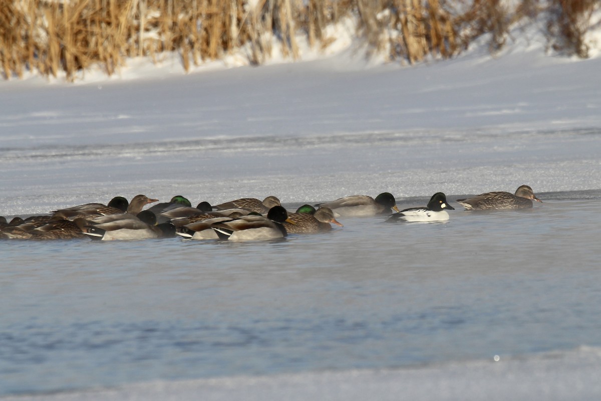 Mallard - ML647202068