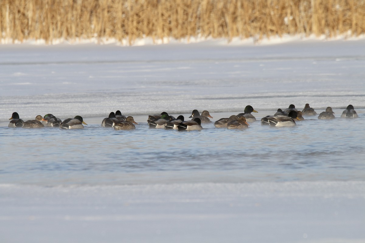 Mallard - ML647202069