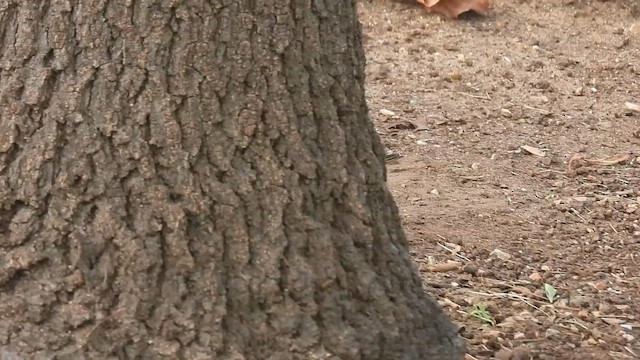 סבכון חום-כיפה - ML647202071