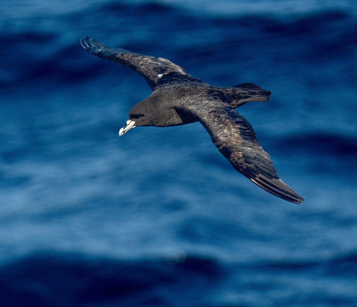 Beyaz Gıdılı Yelkovan - ML647202078